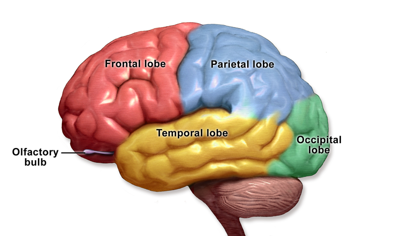 4 brain lobes