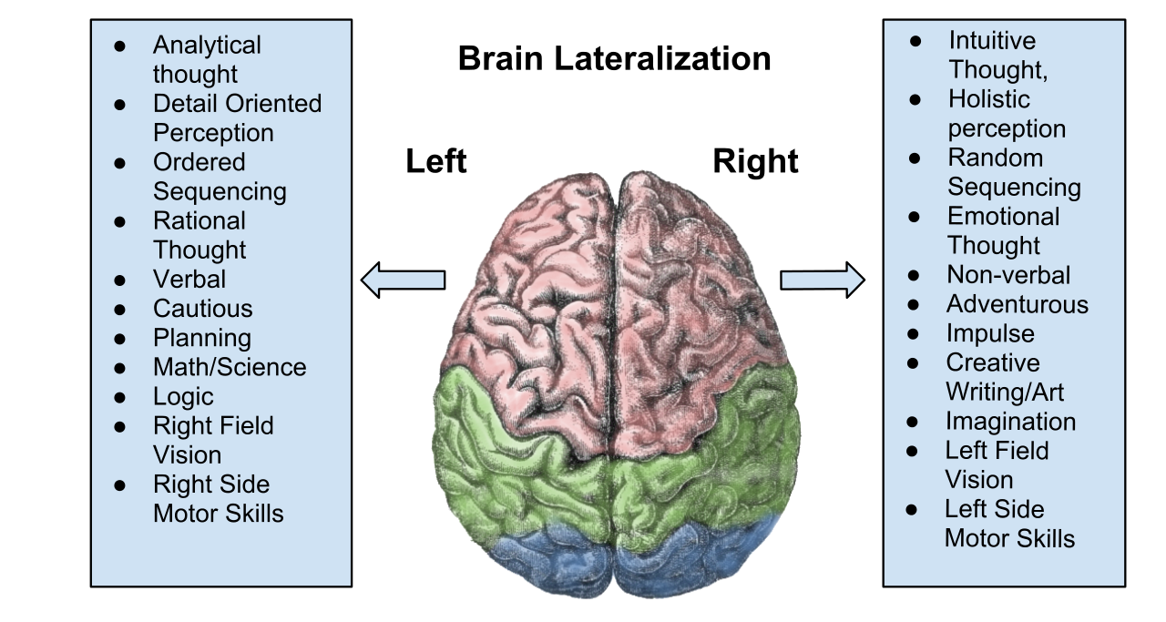 functions of right and left hemispheres